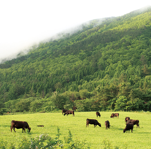 三瓶山の放牧風景